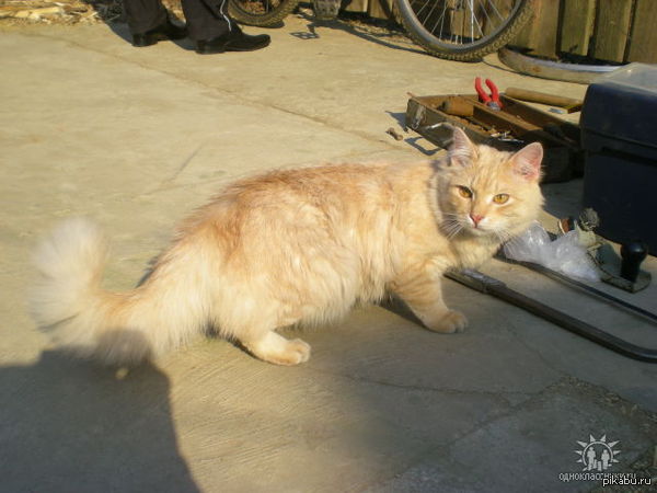 Мой кот Бублик