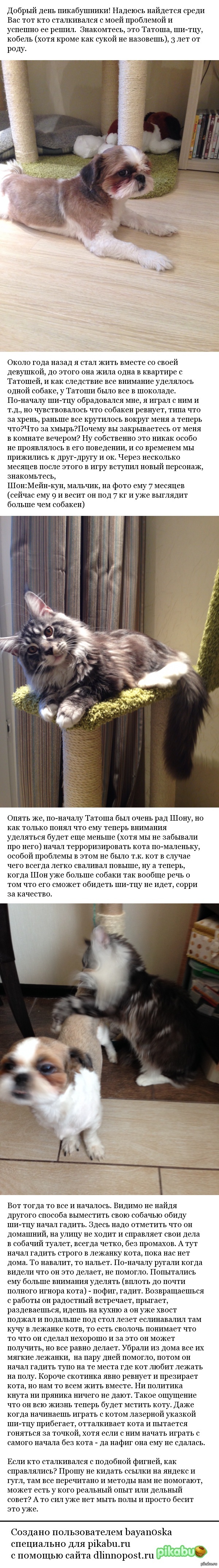Ши-тцу террорирст