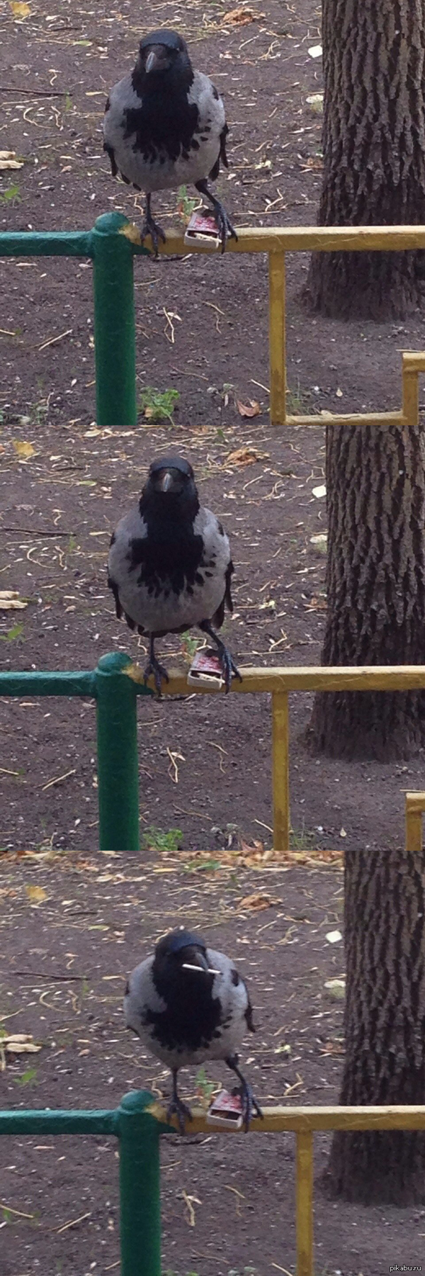 �������� �����������.