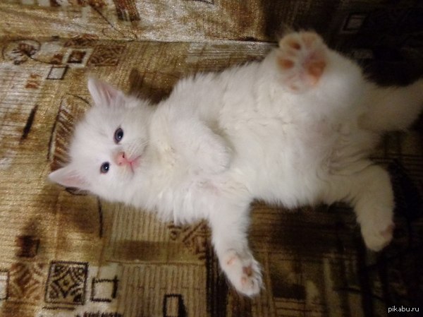 ��� ��� ����