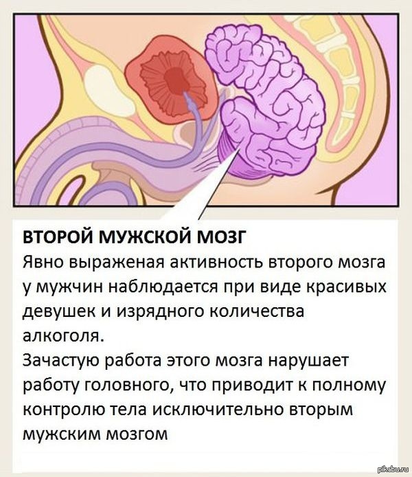 Второй мозг. Второй мужской мозг. Интересные факты о строении и работе органов. Интересные факты о работе различных органов человека. Интересные факты о различных органах человека.