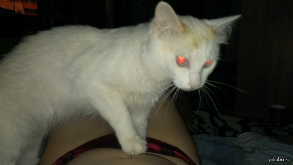 Cat on the belly. - NSFW, My, cat, Panties, Piercing