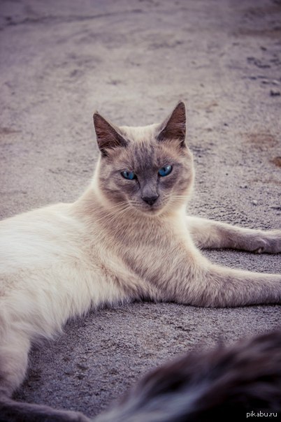 Котей) | Пикабу