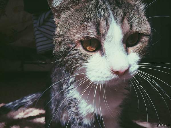 ��� ��� ��� ����� ������� ����������