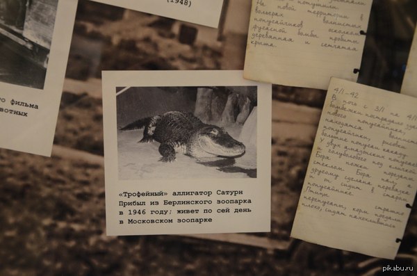 Последний немецкий пленный