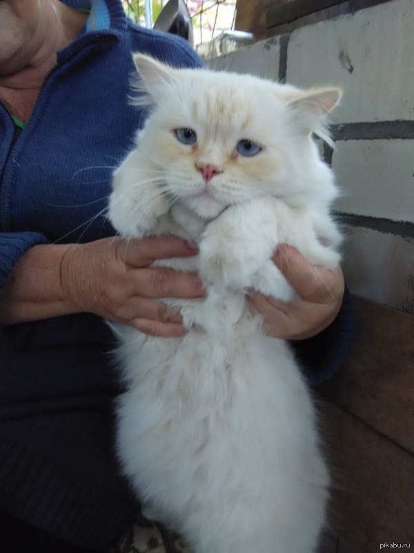 Грусть , обида и боль на одном фото .