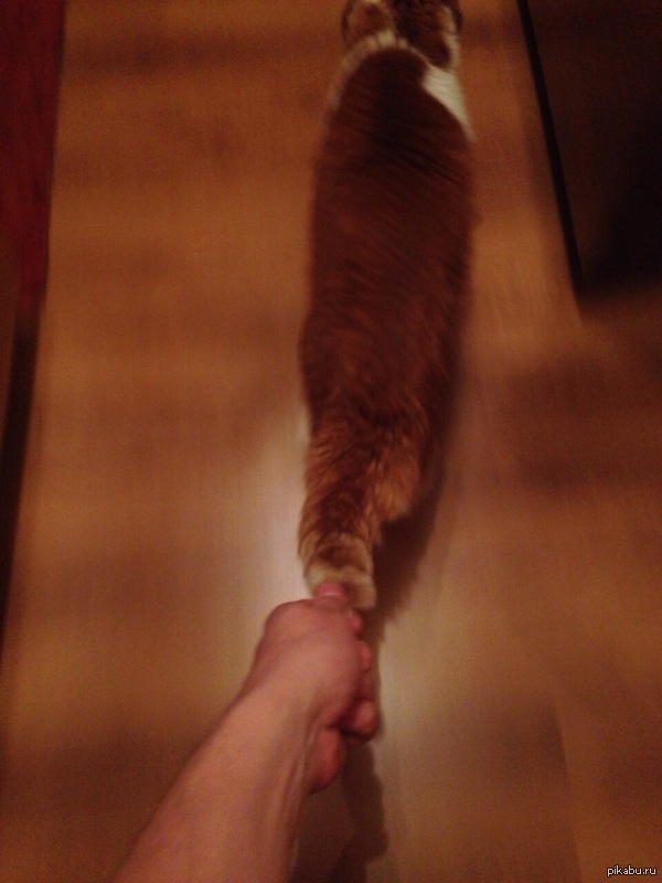 Следуй за мной