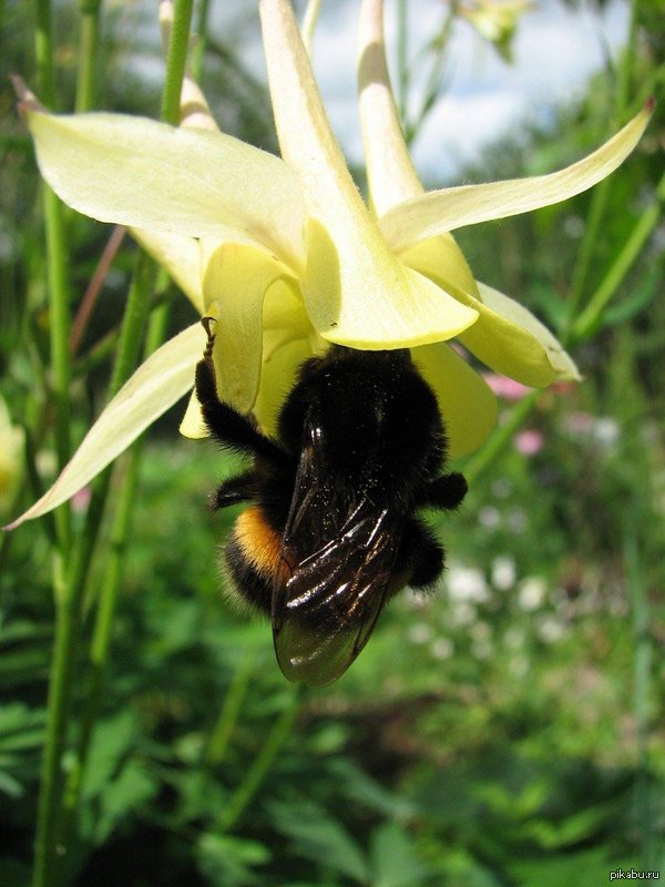 ������ �����)