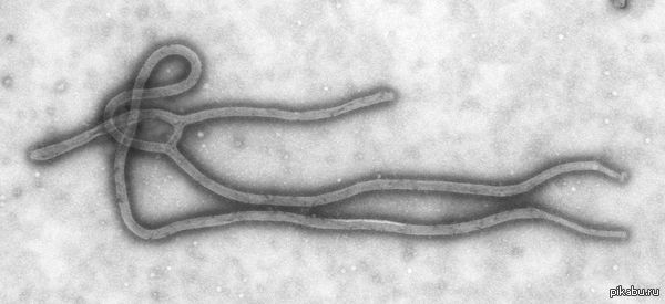     .  ,    (Ebolavirus) -    ,        .