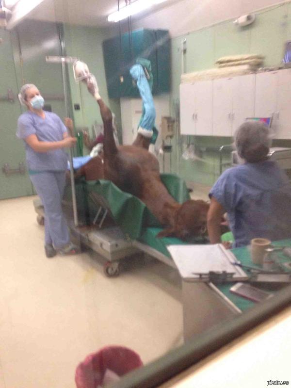 Просто лошадь готовят к операции