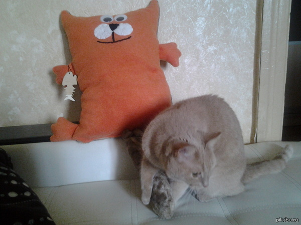 Котик