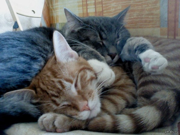 ������ ����