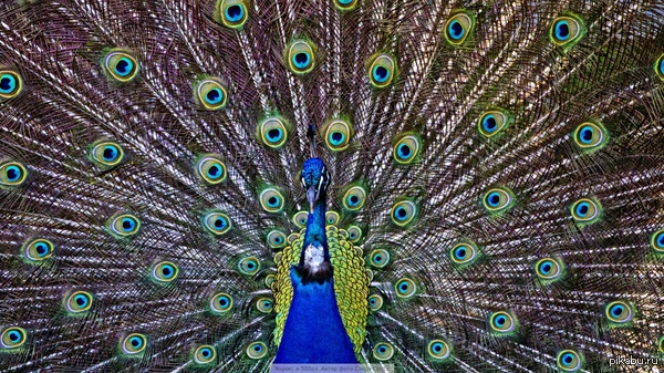 Прекрасный павлин во всей красе (кликабельно)