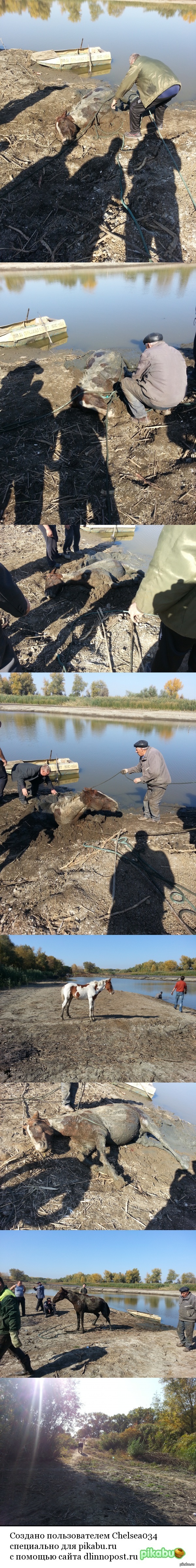 Спасение лошадки