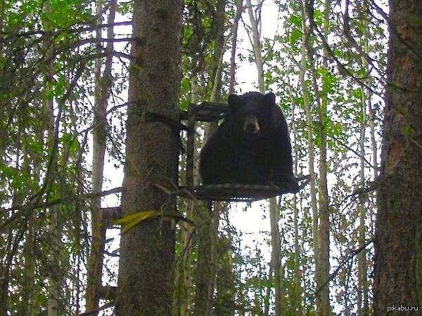 - Did you plan to use it? - The Bears, Tree, As if asking