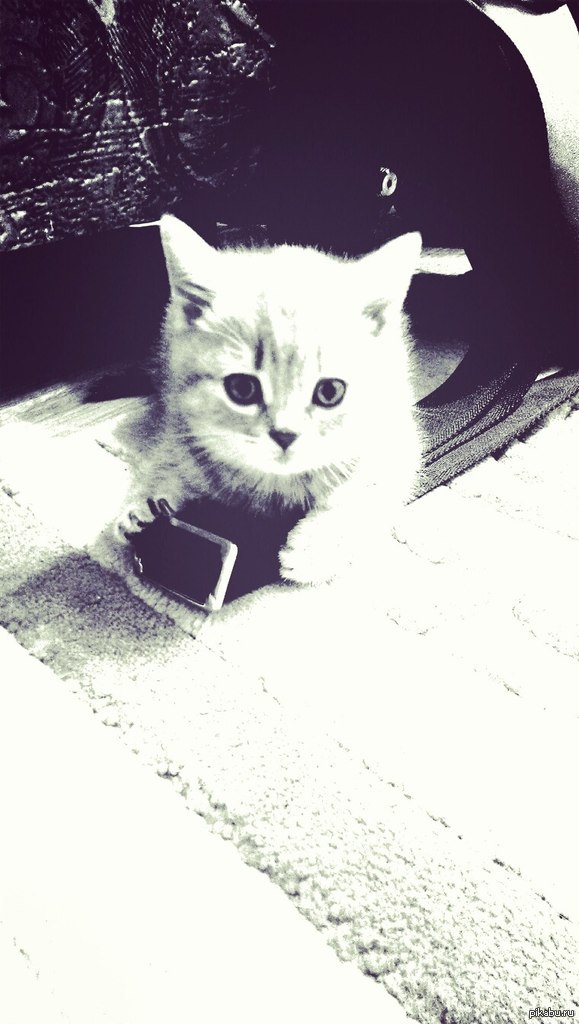 Моя котейка, которую зовут Несси. Породы скоттиш-страйт.