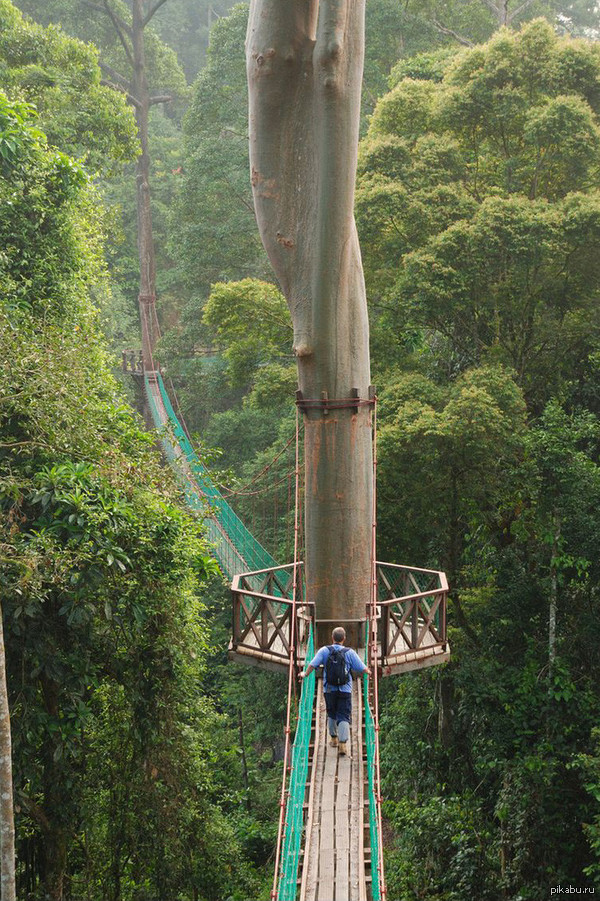   - Canopy Walkway. 