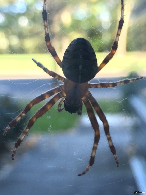 Какое красивое бокэ