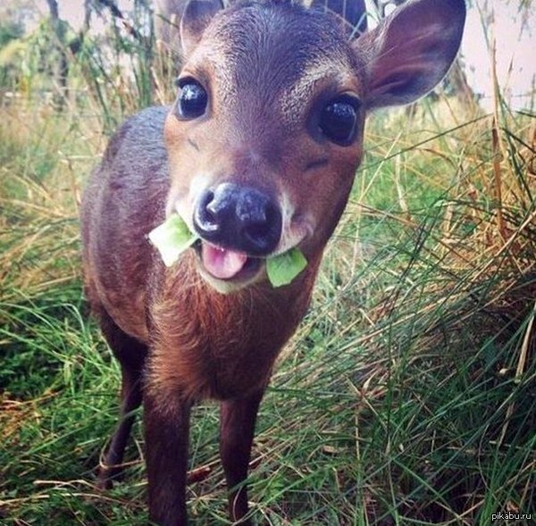 When your girlfriend is vegan... - The photo, Milota, Relationship, Deer, Deer