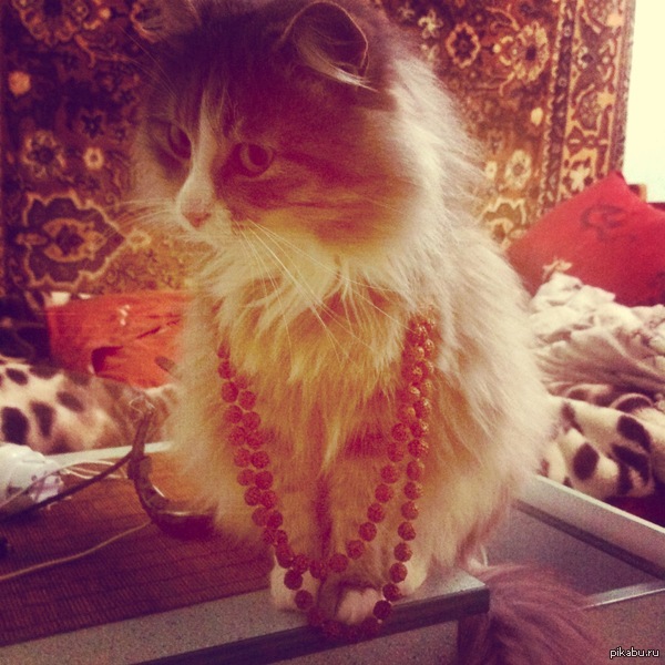instagram DatCat69