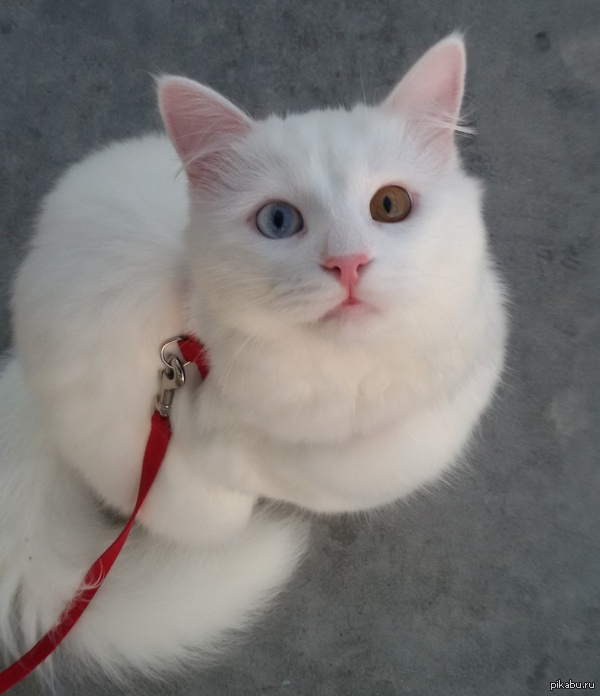 ������� ����