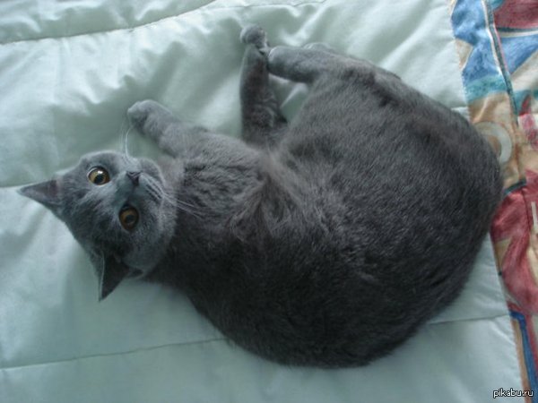 помогите приютить кошечку