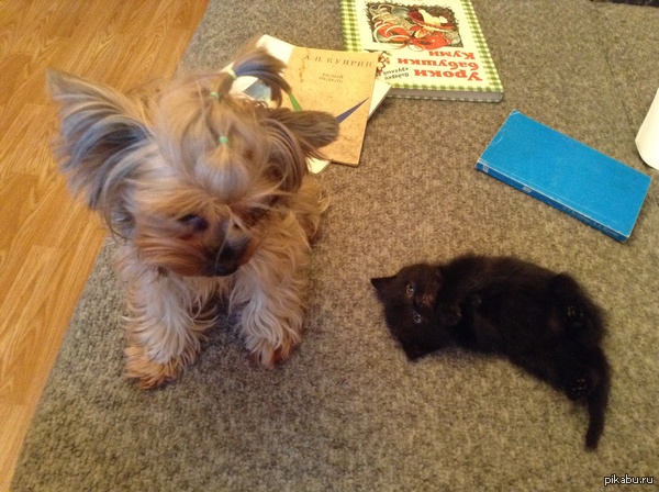 "Я вырасту и убью тебя!"