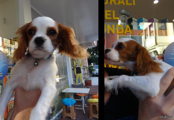 Подскажите породу собакена)