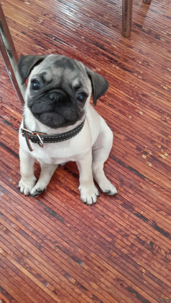 Вот такая прелесть теперь будет жить с нами)))