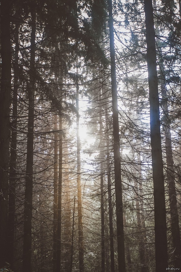 вот такая красота. в сентябре гуляла в лесу, близился закат, и рассеянный свет покрыл все серебристой пыльной дымкой.