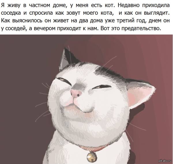 Хитрый Котик Картинки