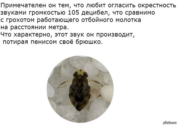       - Micronecta scholtzi,     .