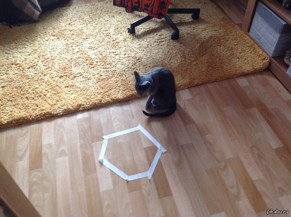 Кот, который смог