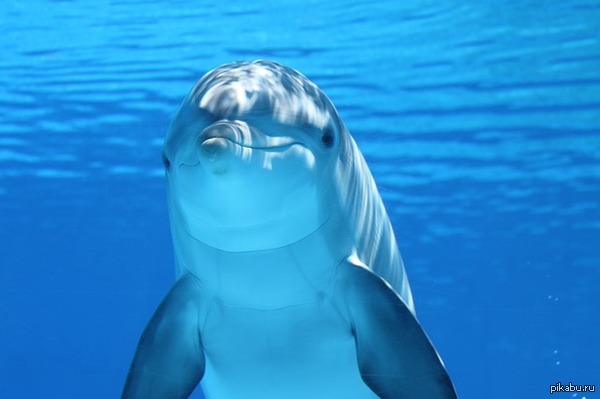 ,  dolphin 