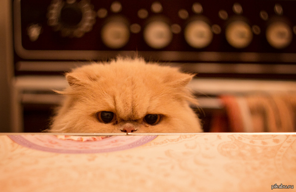 Опять жрешь?