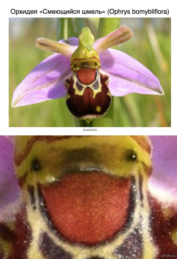 ������� "�������� �����" (Bumblebee pharmaca)