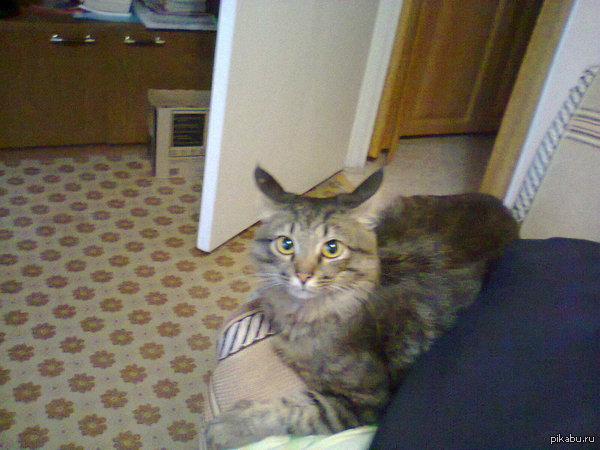    'Seven Nation Army'.