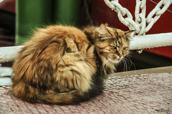 Мизантроп | Пикабу