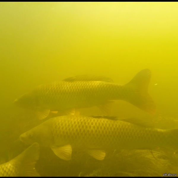 Подводная Охота в Астрахани | Пикабу