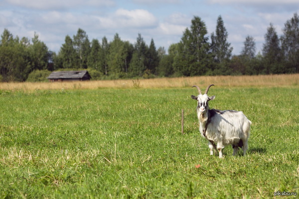 Photo on the left shoe. - My, My, The photo, Goat, Summer