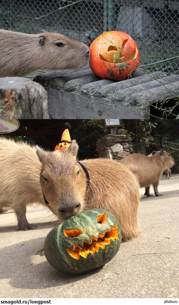 Capybara с мандарином. Капибара Хэллоуин. Капикапибара с апельсинами. Капибара сапельчинами. Капибара с мандарином на голове