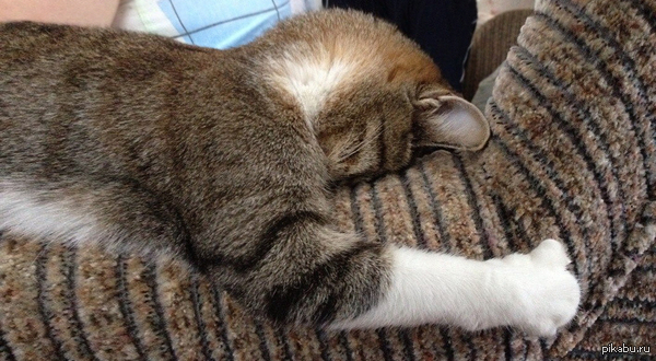 ��� ��������