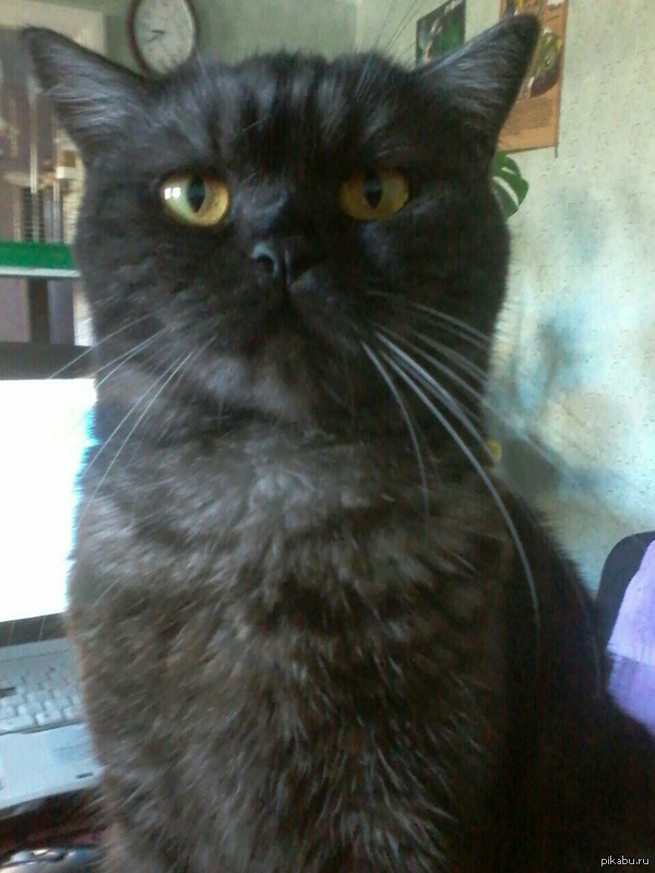 Вы все умрете или ученый кот