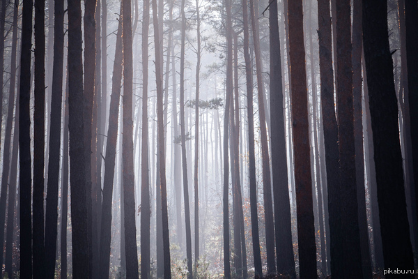 �������� ���