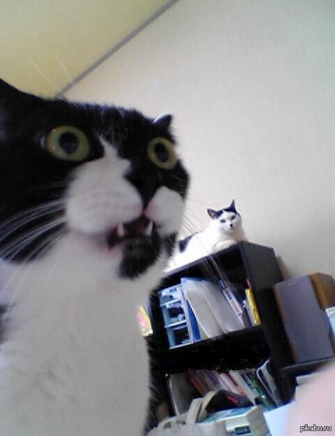 Помогите найти этого кота в цилиндре, усами и с приличной фразой в стиле "Это восхитительно" - буквально сегодня видел в комментариях.