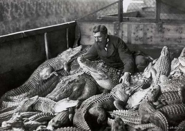 Любимые питомцы