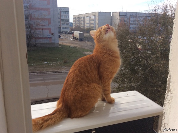 Мой кот любит сидеть за окном на блоке кондиционера с таким выражением морды