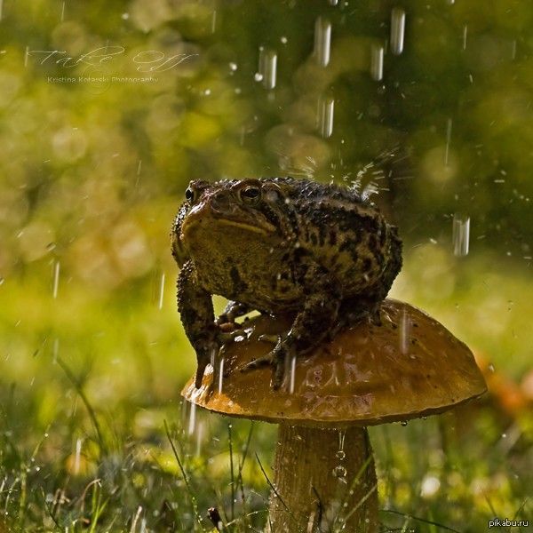 Сеанс гипноза