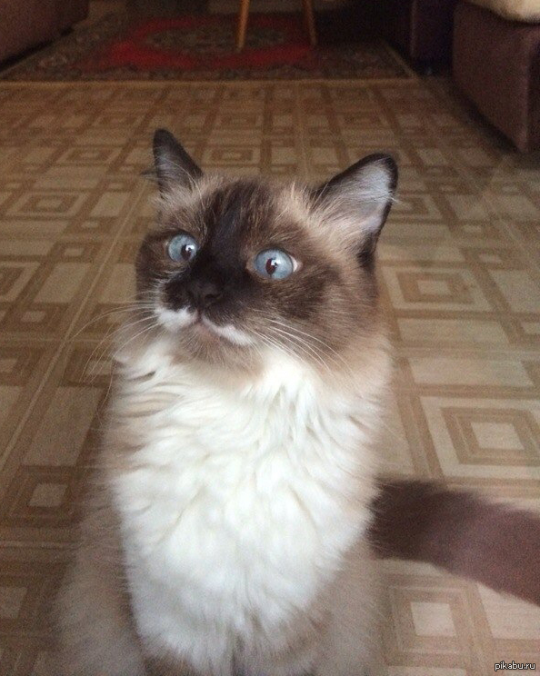 ����� ����� �����