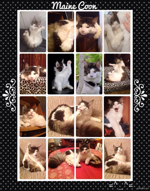    =^_^=   , 2   :(     .